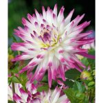 Dahlia cactus haley jane