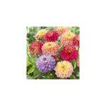 Affaire dahlias nains princesse - 6 bulbes - dahlia