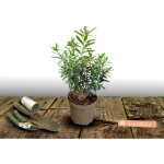 Daphne aureomarginata / pot de 4l