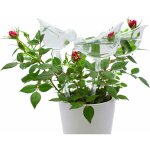 Globes d'arrosage en verre - lot de 3 avec pointes auto - arrosage en forme d'oiseau pour plantes, intrieur ...