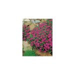 Delosperma cooperi plante vivace - 3 godets