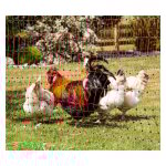 Direct filet - poulailler amovible 50m (filet + piquets)