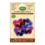 Enveloppe avec graines de pense gante agreen