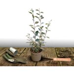 Elaeagnus compacta / pot de 3l