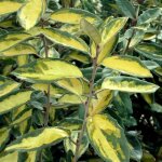 Elaeagnus panach limelight / pot de 3l