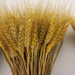 �pis de bl�, 100 fleurs naturelles en forme d'�pis pour la d�coration de table, de mariage ou autres. ...