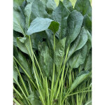�pinard vert ? graines de l�gumes 500 graines pour plantation maison et potager