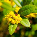 �pine - vinette de juliana (berberis julianae)