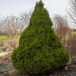 Pinette blanche conica / pot de 5l Pinette blanche conica / pot de 5l