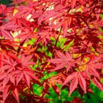 �rable du japon 'atropurpureum' (acer palmatum 'atropurpureum')