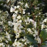 Escallonia iveyi / pot de 7, 5l