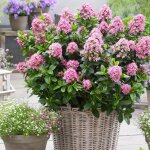 Escallonia pink elle� 'lades' / pot de 7, 5l