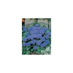 Ageratum blue mink - graines de fleurs - 0. 1 g