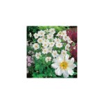 Anemone japonica honorine jobert - plante vivace - 3