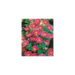 Anemone japonica pamina - plante vivace - 3 godets