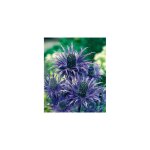 Chardon bleu plante vivace - 3 godets