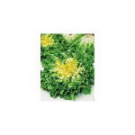 Chicoree scarole batavia amelioree - graines de l�gumes - 3 g