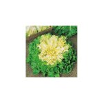 Chicoree scarole geante maraichere celeste - graine