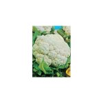 Chou fleur merveille toutes saisons - 1 g - graines
