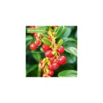 Cranberry canneberge - pot 1, 5 l