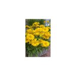 Gaillarde chloe - plante vivace - 3 godets