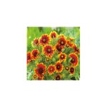 Gaillarde royale - plante vivace - 3 godets