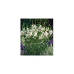 Gaura short form - 3 godets - plante vivace