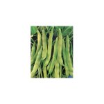 Haricot alaric type tarbais - graines - 150 g
