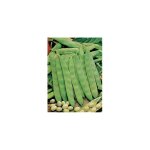 Haricot coco nain blanc precoce - 300 g - graines