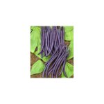 Haricot nain amethyst - graines - 150 g