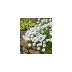 Iberis sempervirens blanc - plante vivace - 3 godets