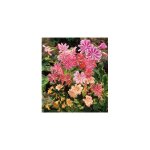 Lewisia cotyledon - plante vivace - 3 godets