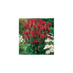 Monarde rouge plante vivace - 3 godets