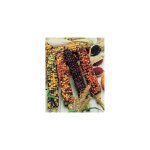 Mais d'ornement - 10 g - graines de fleurs