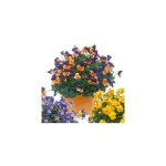 Pensee viola cornuta - 0. 3 g - graines de fleurs
