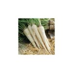 Persil a grosse racine - 5 g - graines de l�gumes
