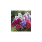 Phlox paniculata plante vivace - violet