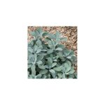 Sauge officinale ? lot de 2 godets ? p�riode de semis : printemps ? aromatise viandes et poissons ? propri�t�s ...