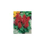 Sauge splendens petit tango - 0. 5 g - plantes vivaces