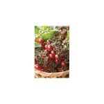 Tomate cerise black cherry - 30 semences - graines de legumes