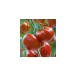 Tomate gourmandia hf1 - 15 semences - graines de legumes