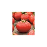 Tomate honey moon hf1 - 15 semences - graines de légumes Tomate honey moon hf1 - 15 semences - graines de légumes