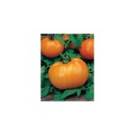 Tomate orange queen - 0. 1 g - graines de legumes Tomate orange queen - 0. 1 g - graines de legumes