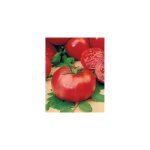 Tomate rose de berne - 0. 5 g - graines de legumes
