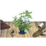 Figuier nain figality / pot de 3l