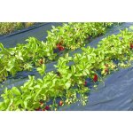 Nortene - film de paillage fraisiers microperforé - pe 50% - 1, 40 x 10 m Nortene - film de paillage fraisiers microperforé - pe 50% - 1, 40 x 10 m
