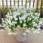 Fleurs artificielles d�coratives d'ext�rieur, 16 bouquets de fleurs blanches en plastique r�sistant aux ...