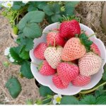 Fraise blanche cr�me ? fruits doux ? 1000 graines ? jardin