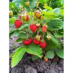 Fraisier 'anais' - remontant godet de 7 / 8 cm