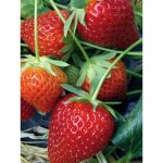 Fraisier 'charlotte' - remontant godet de 7 / 8 cm (par 3)